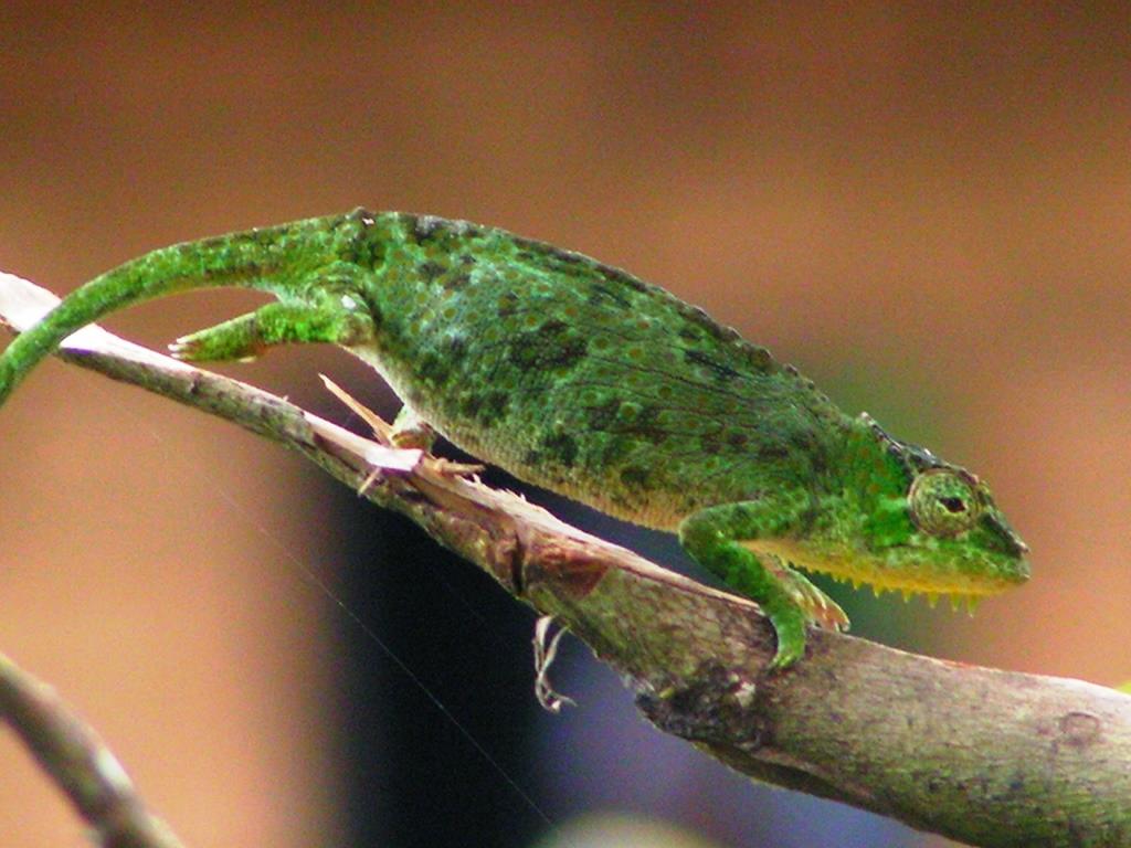 Kamerun - Mbindia - 2008